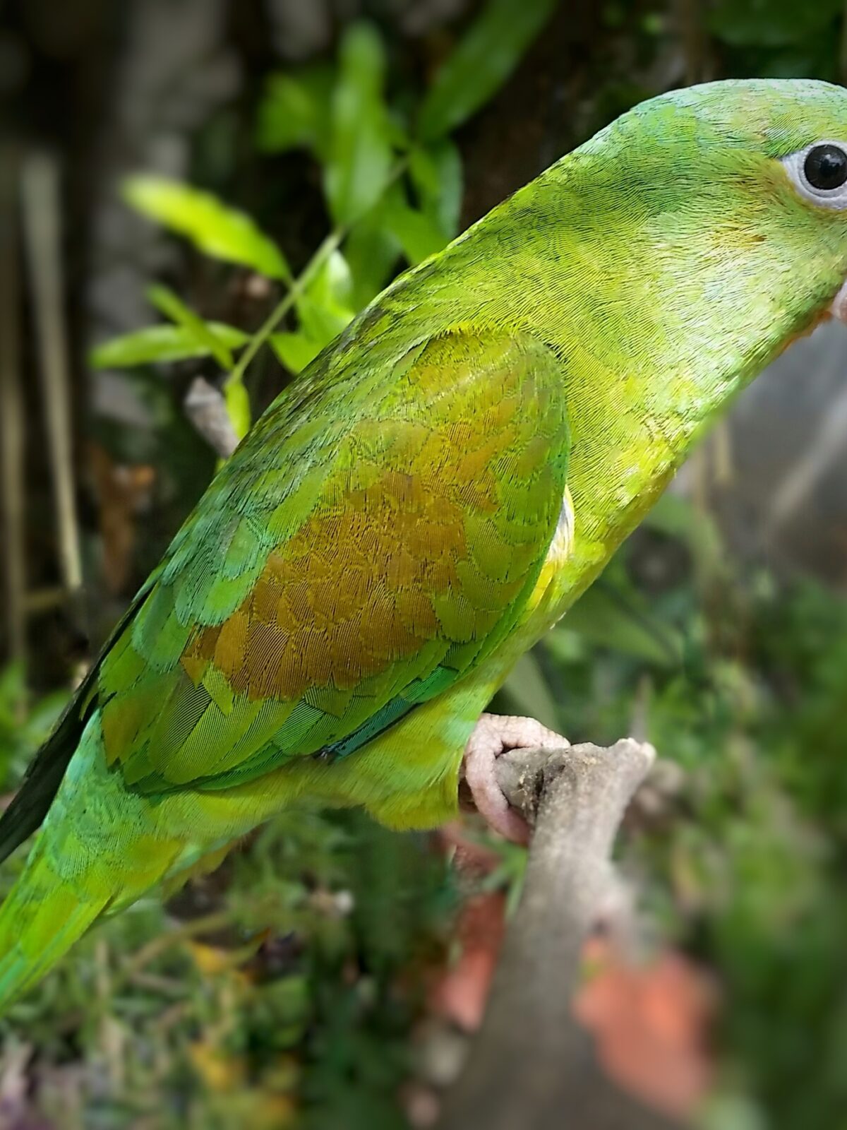 Choco Parakeet