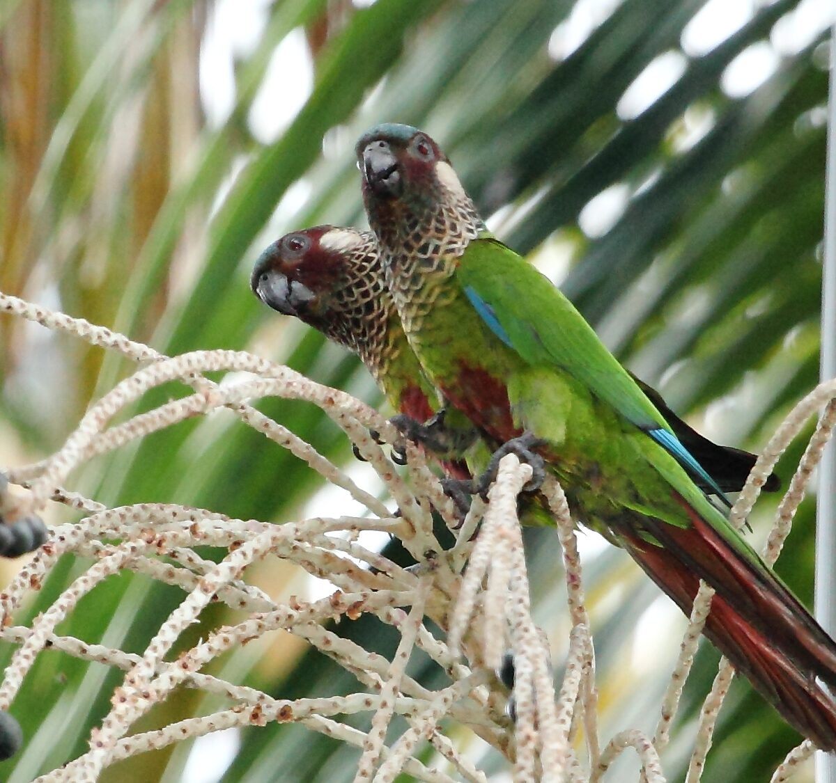 Jurua Painted Conure
