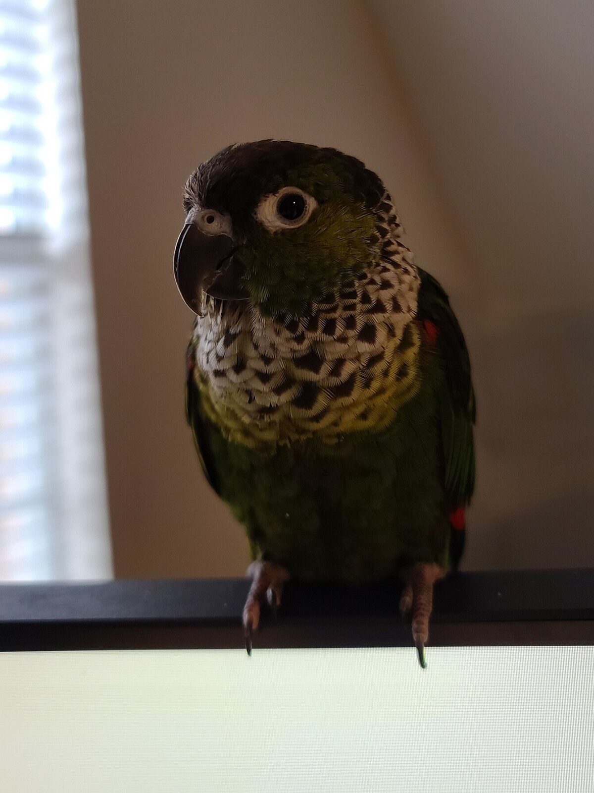 Black-capped Conure