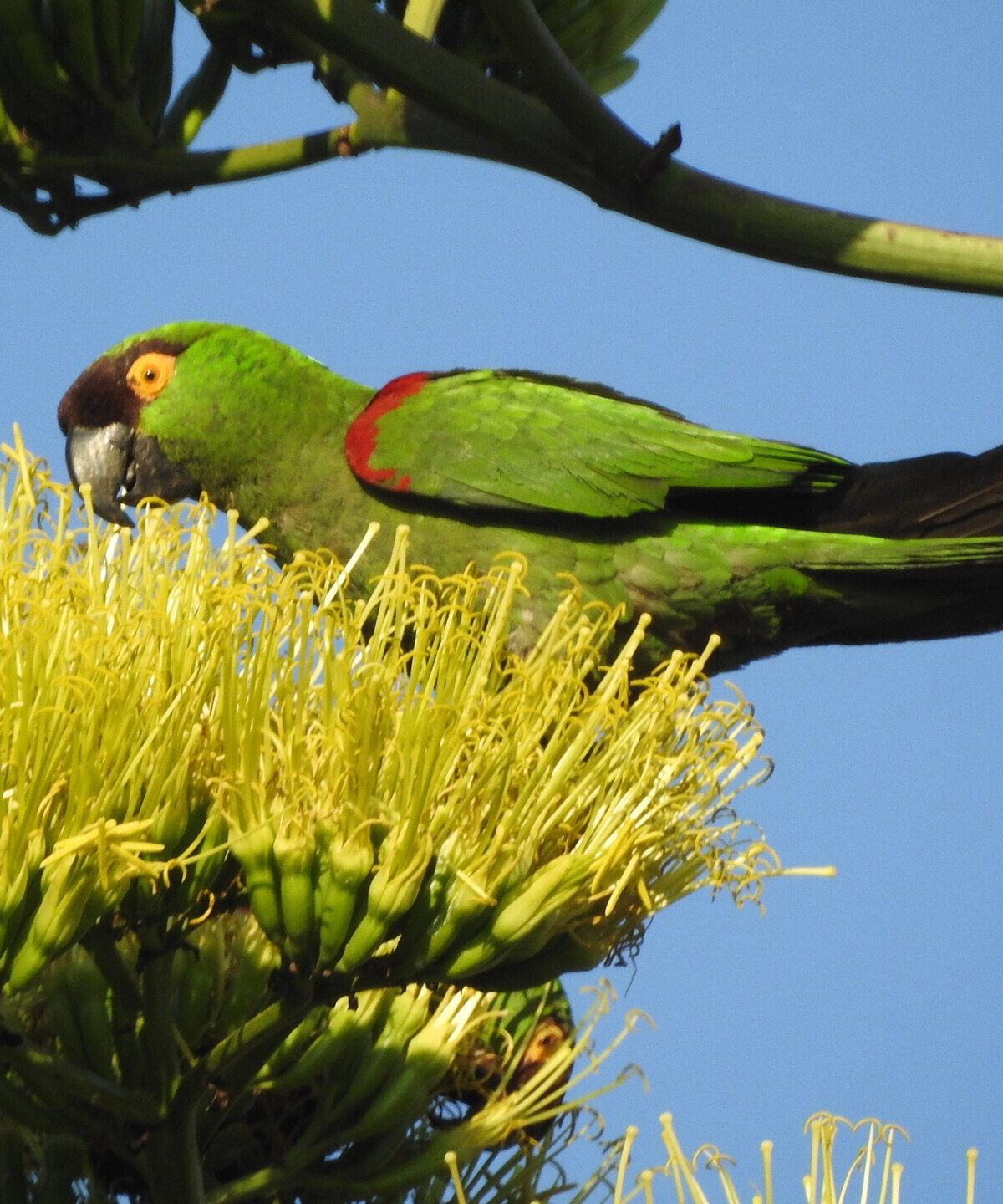 Maroon-fronted Parrot