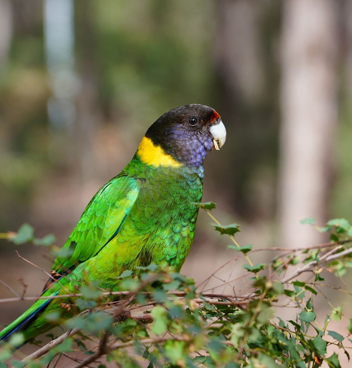 Mallee Ringneck