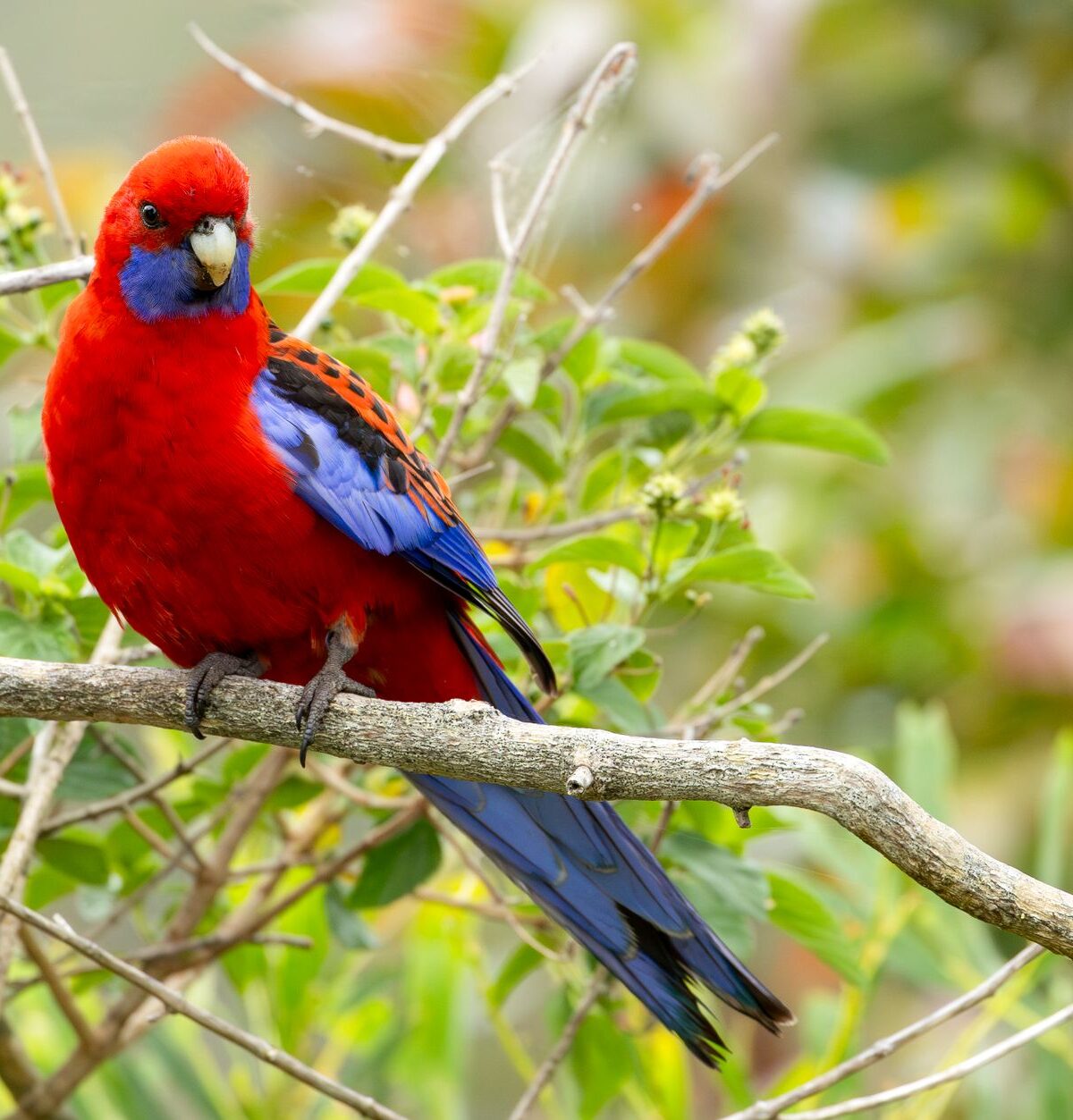 Crimson Rosella