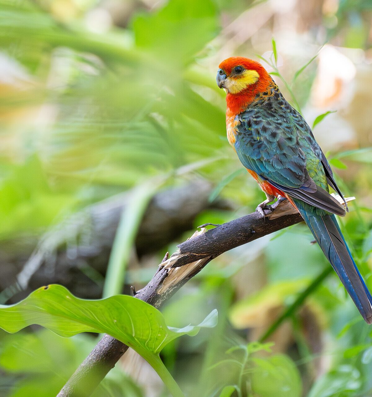 Western Rosella