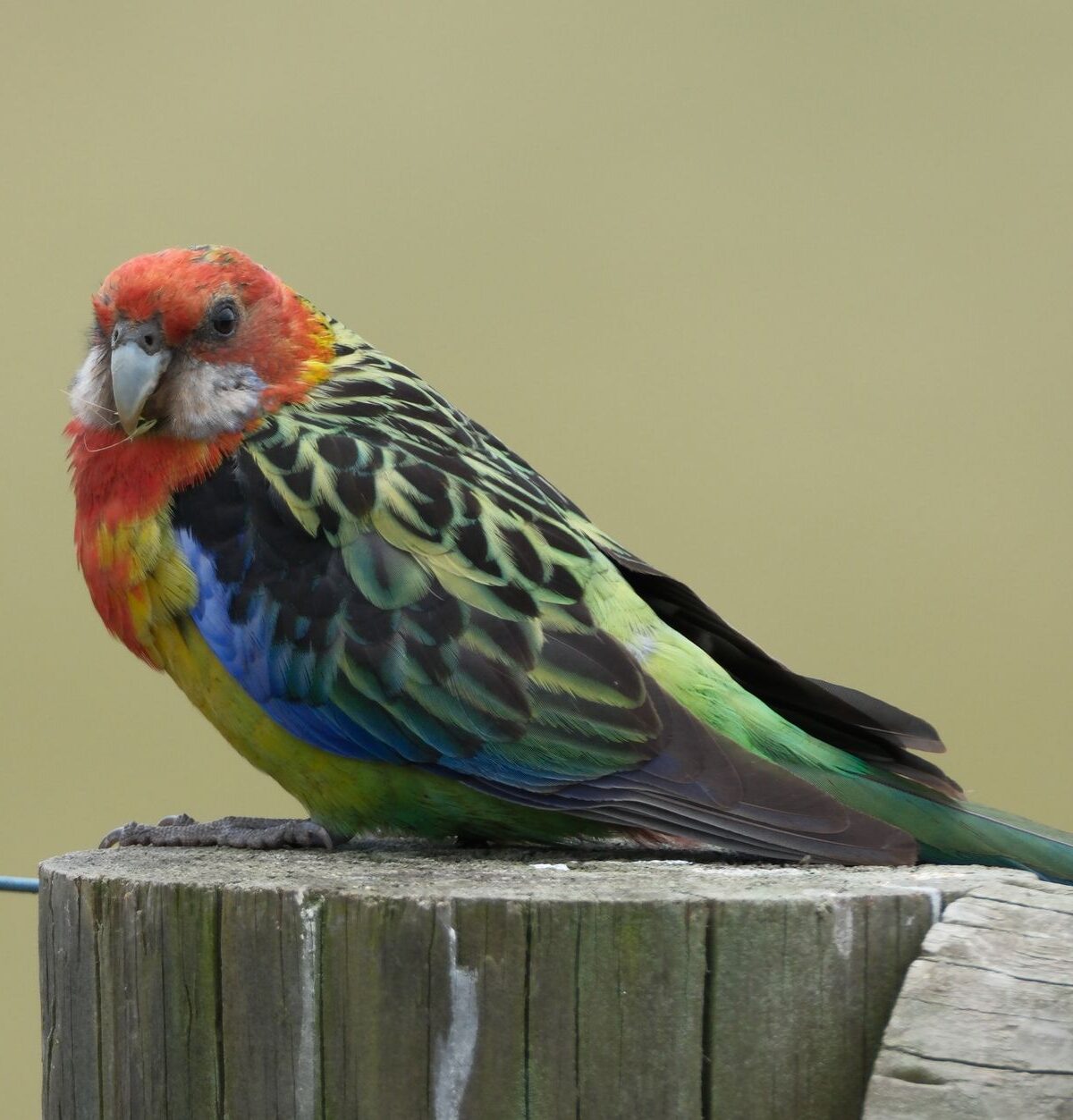 Northern Rosella