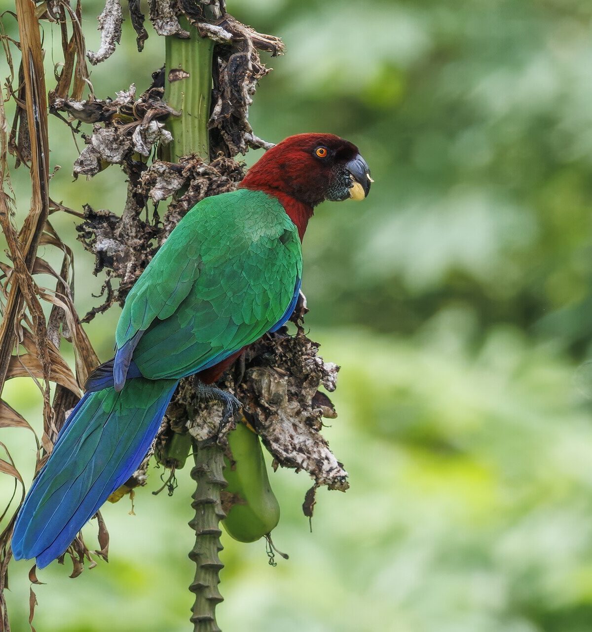 Maroon Shining Parrot