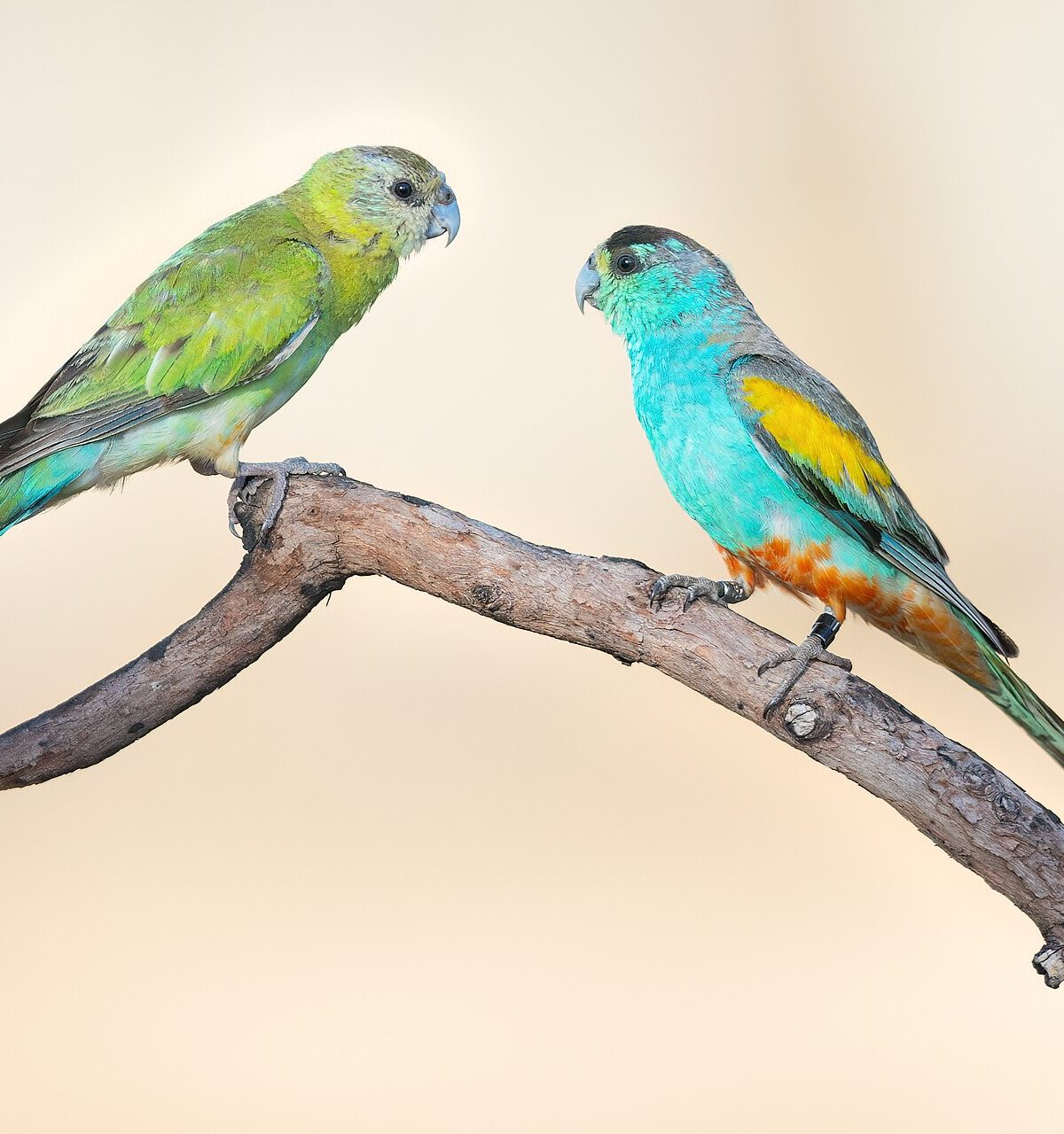 Golden-shouldered Parrot
