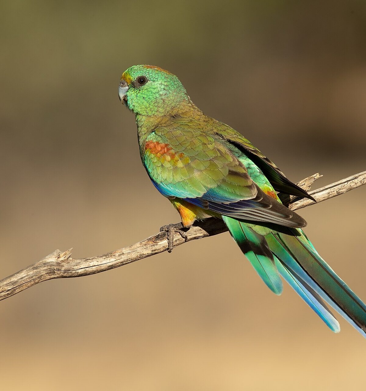 Mulga Parrot