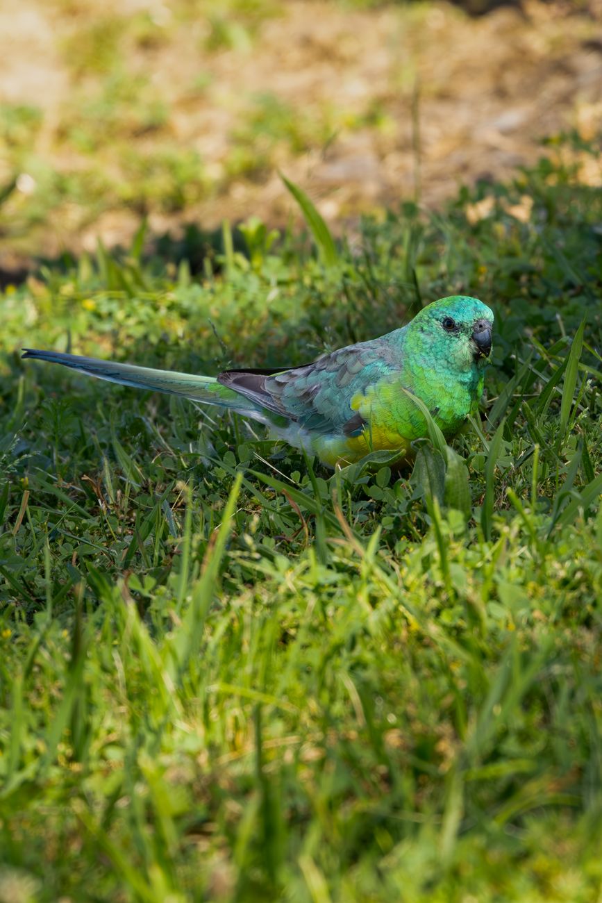 Red-rumped Parrot