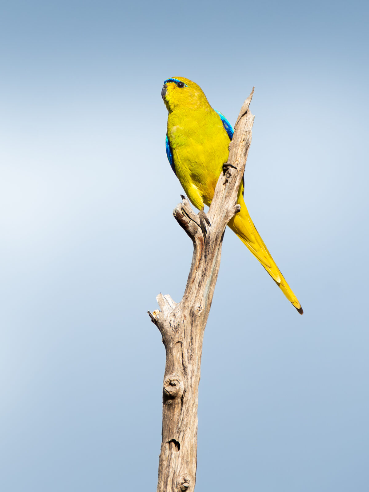 Elegant Parrot