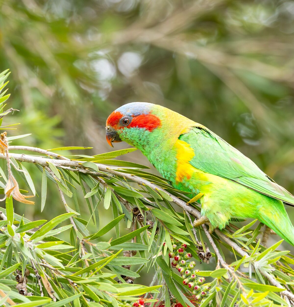 Musk Lorikeet