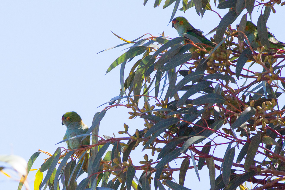 Purple-crowned Lorikeet