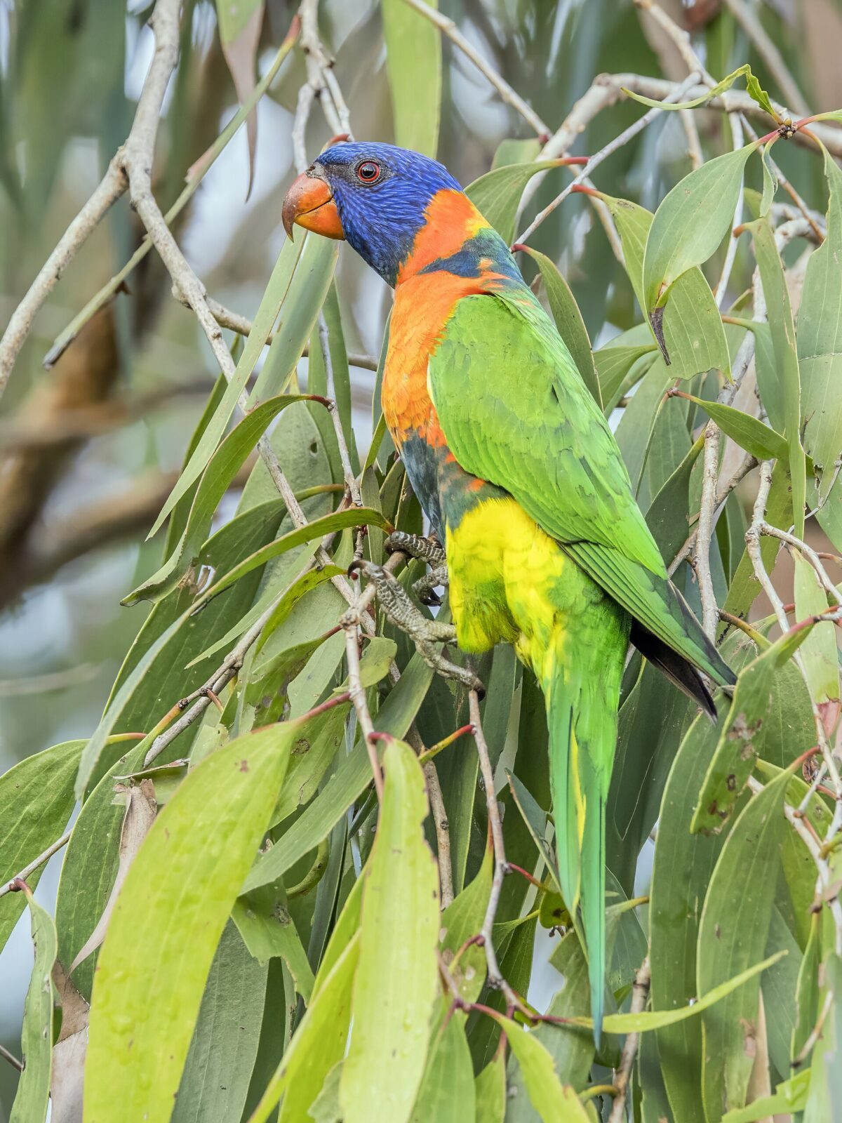 Perfect Lorikeet