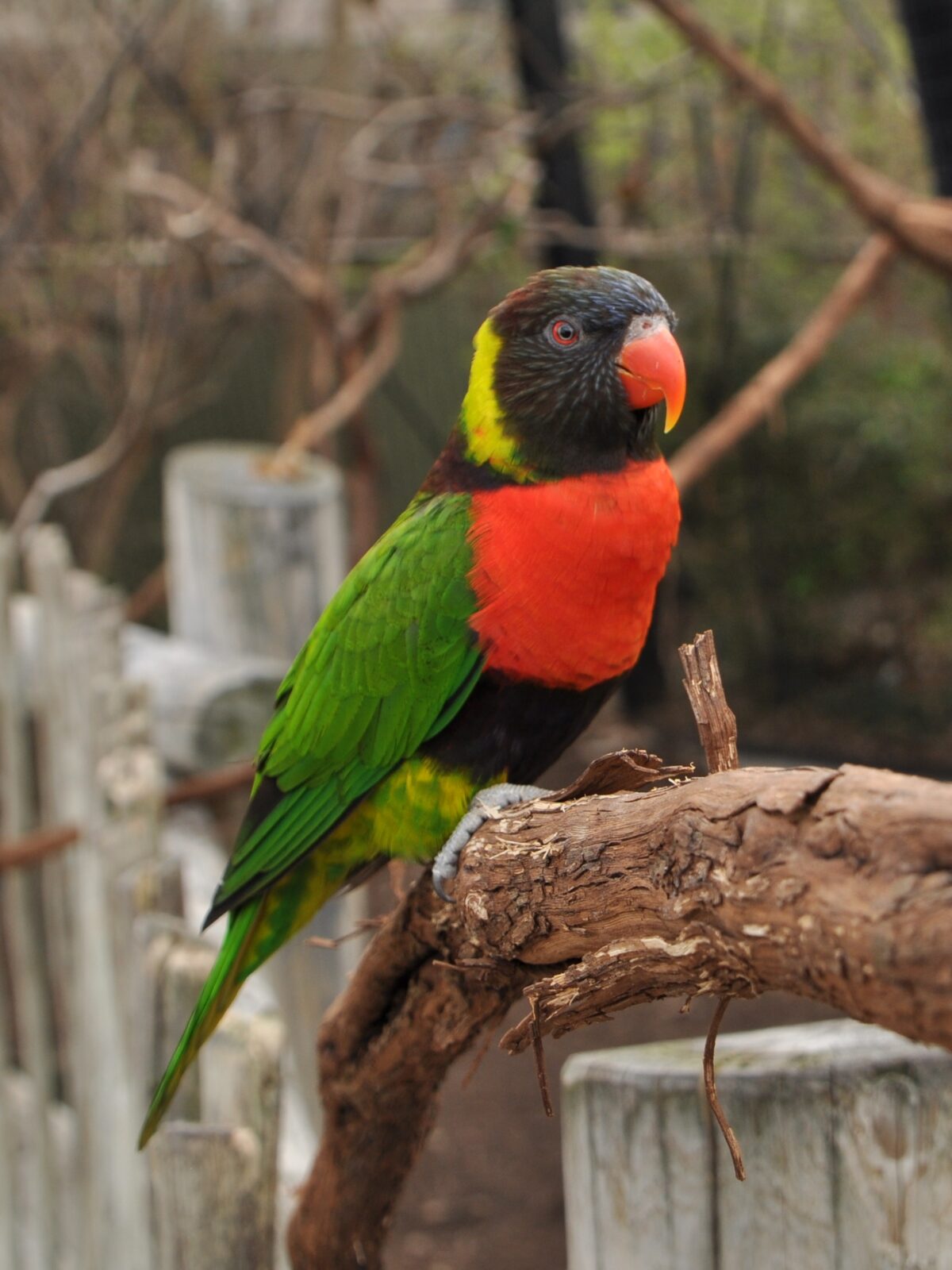 Scarlet-breasted Lorikeet
