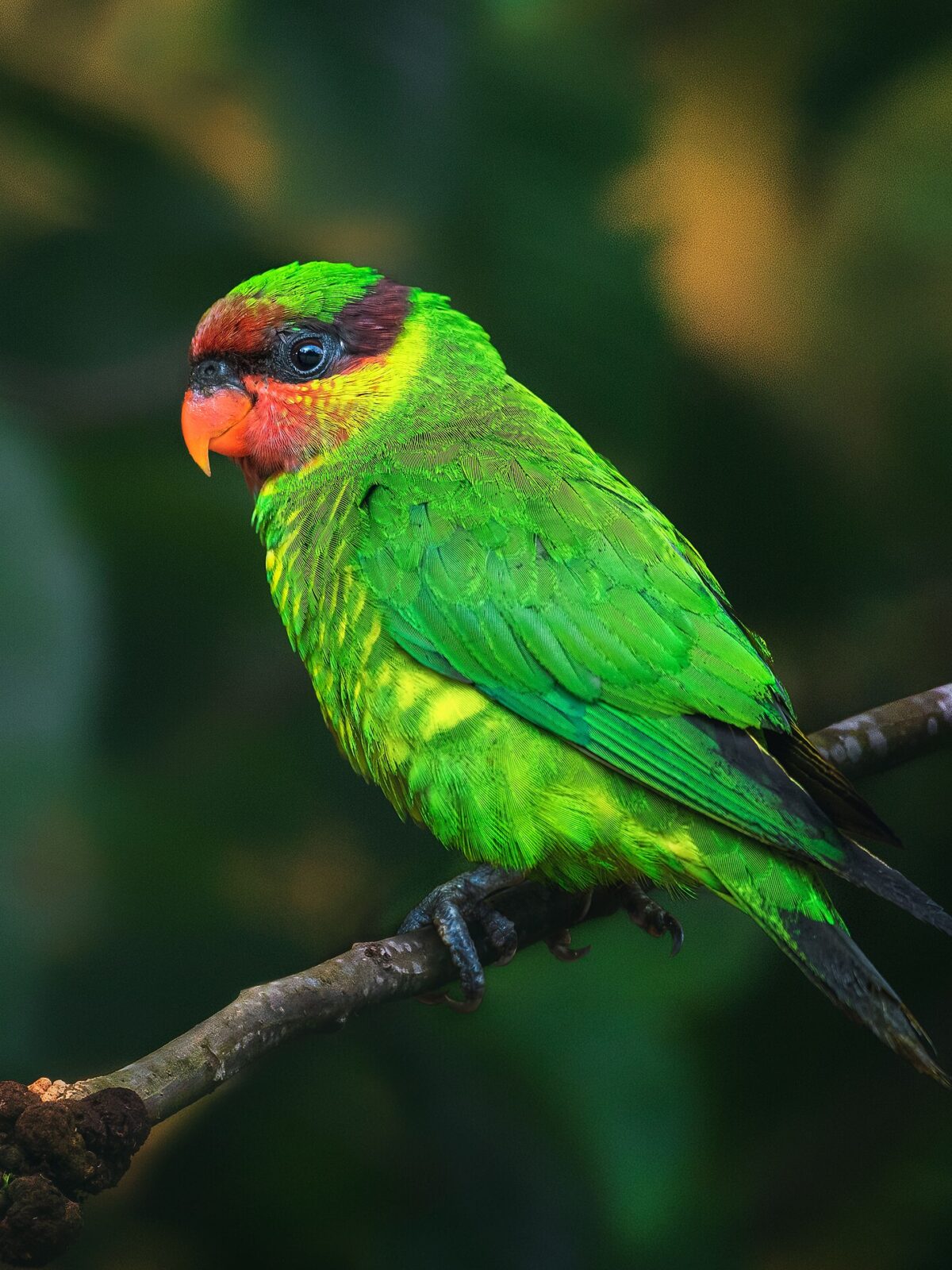 Mindanao Lorikeet