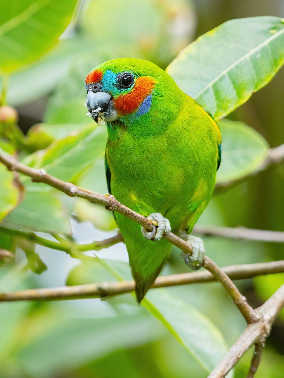 Edward's Fig Parrot