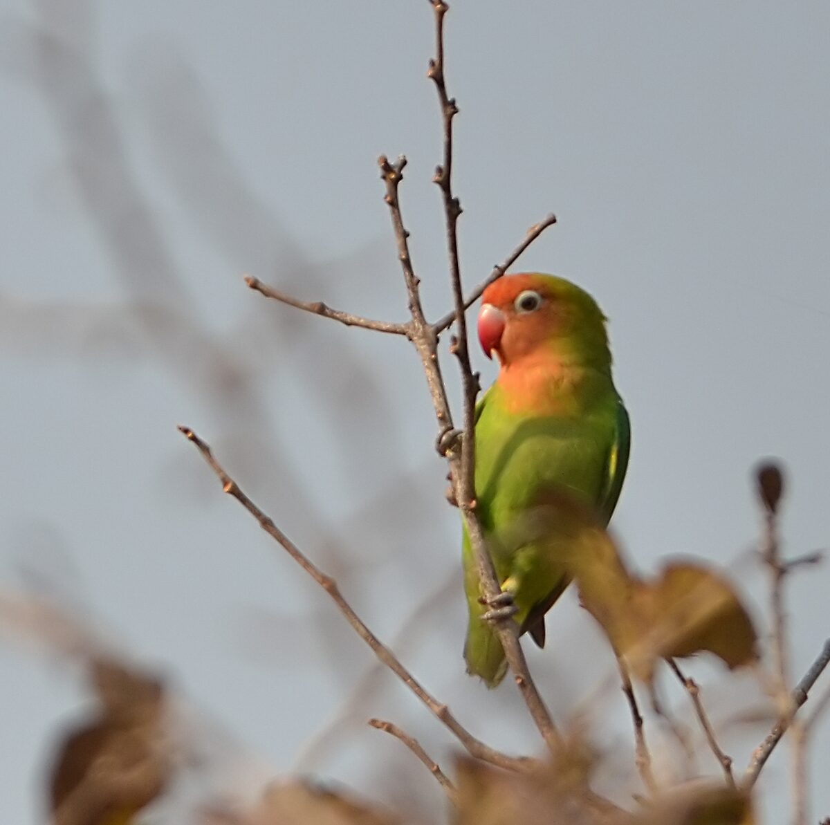 Nyasa Lovebird