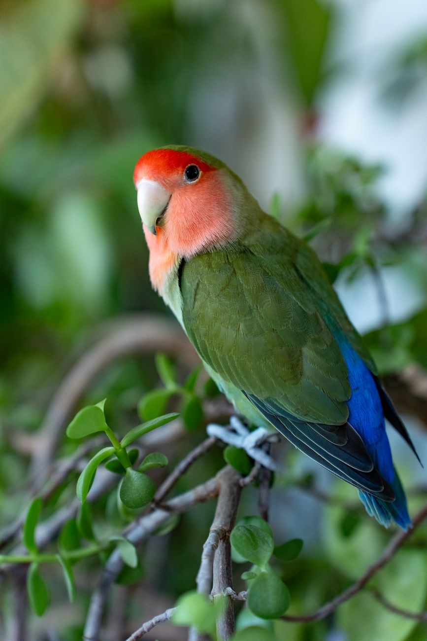 Peach-faced Lovebird