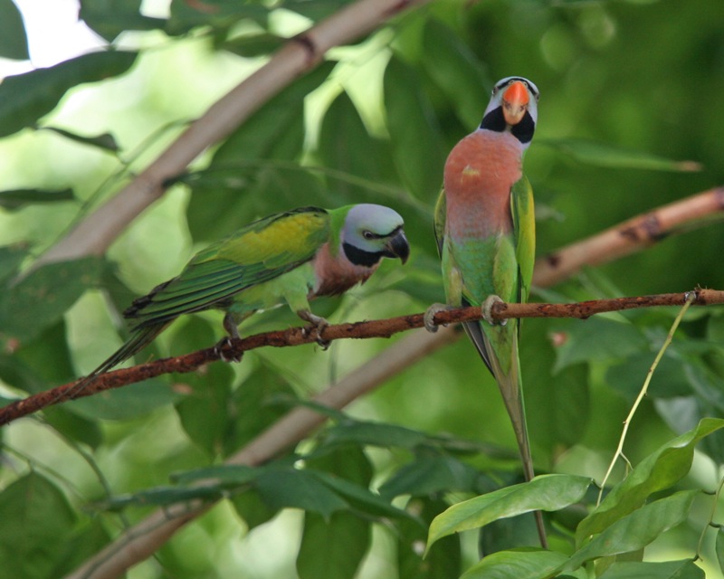 Andaman Moustached Parakeet