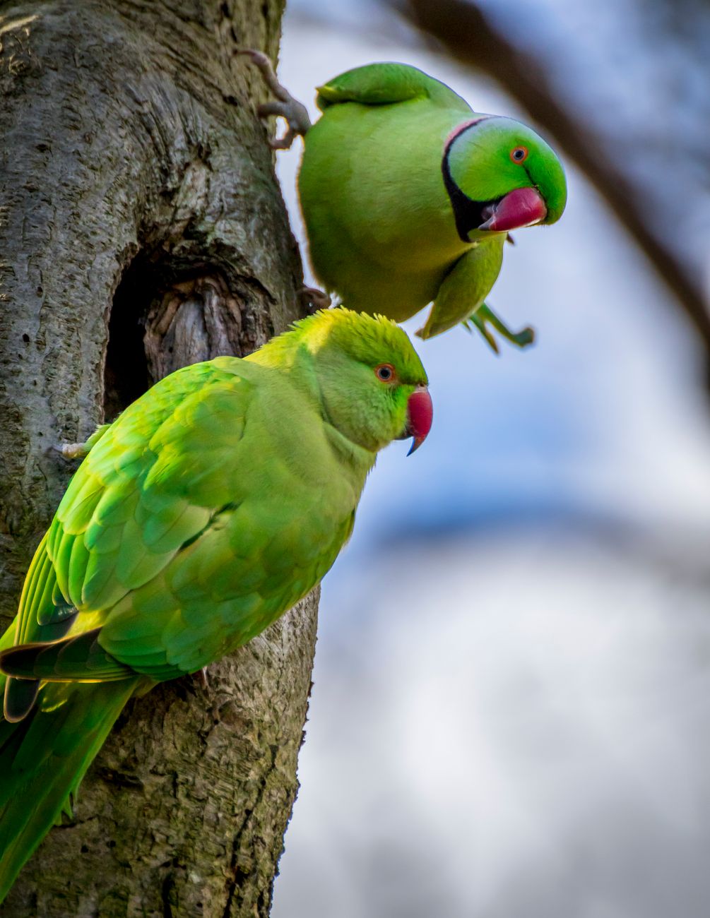 Emerald-collared Parakeet