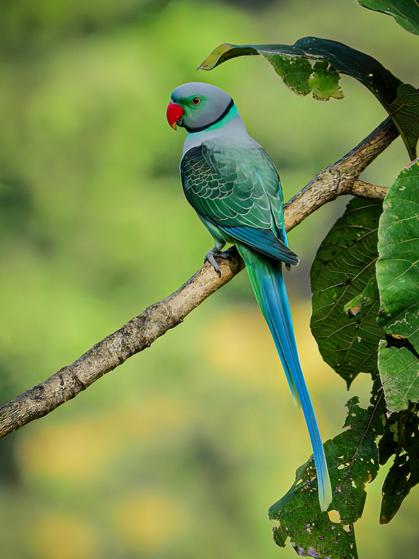Malabar Parakeet