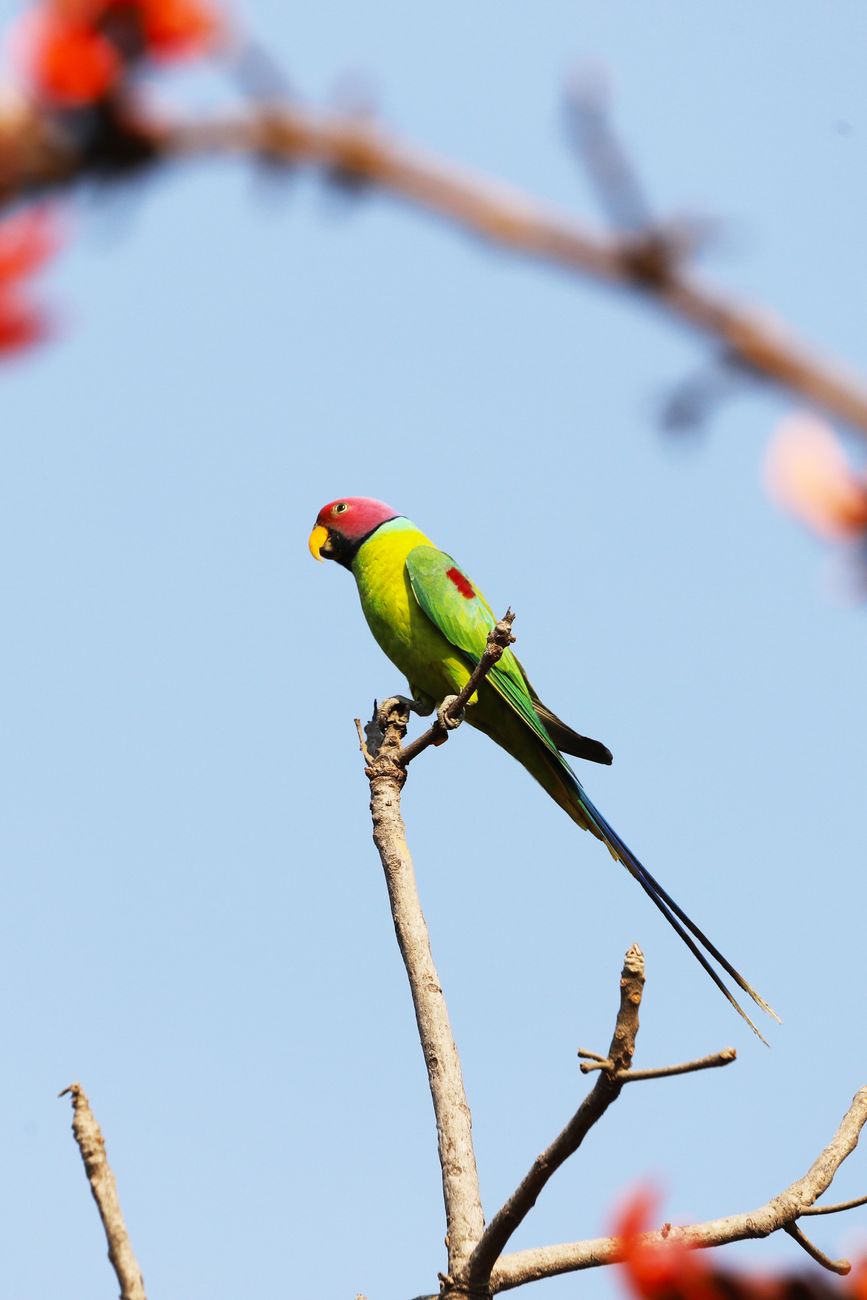 Plum-headed Parakeet