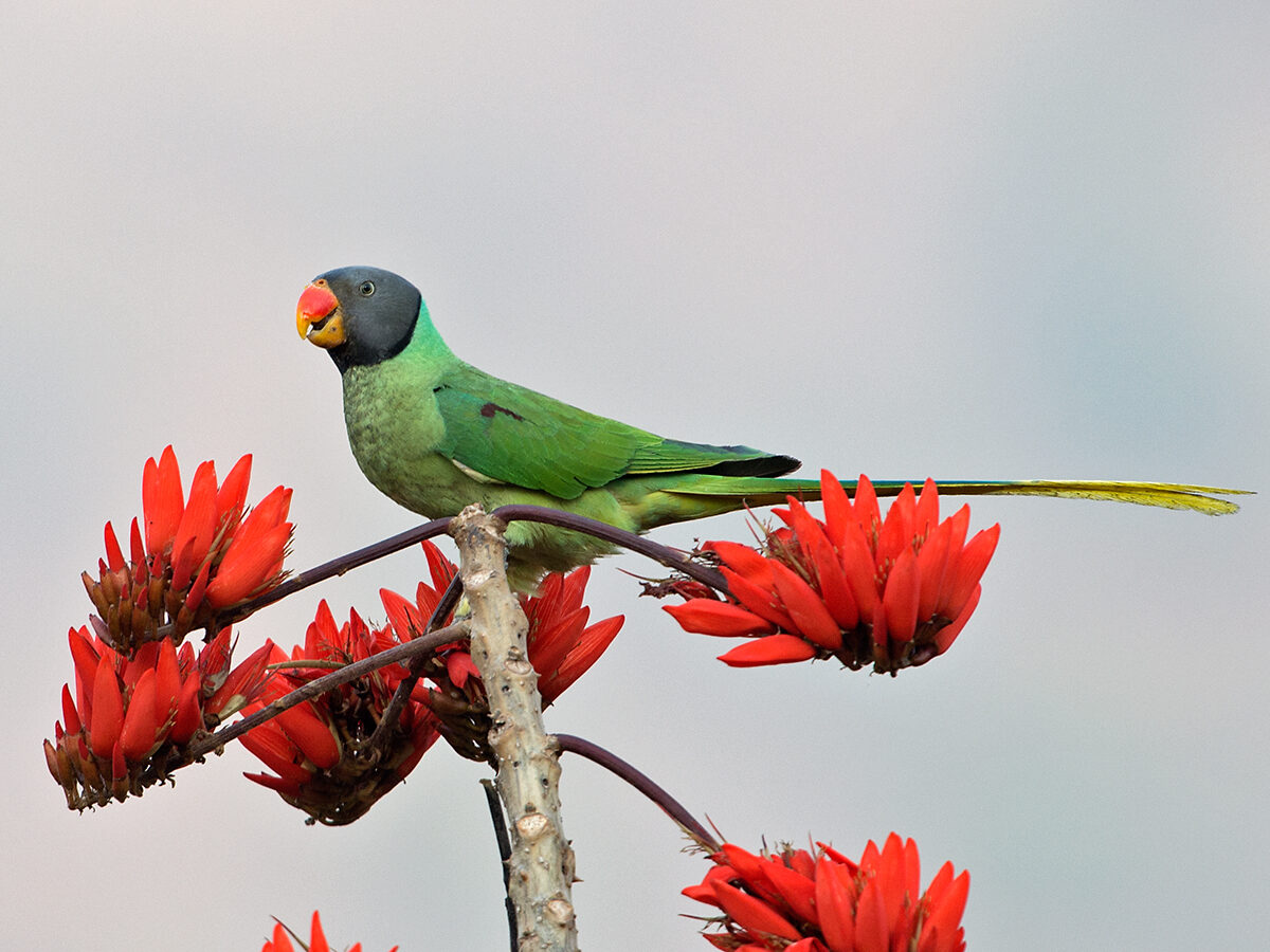 Slaty-headed Parakeet