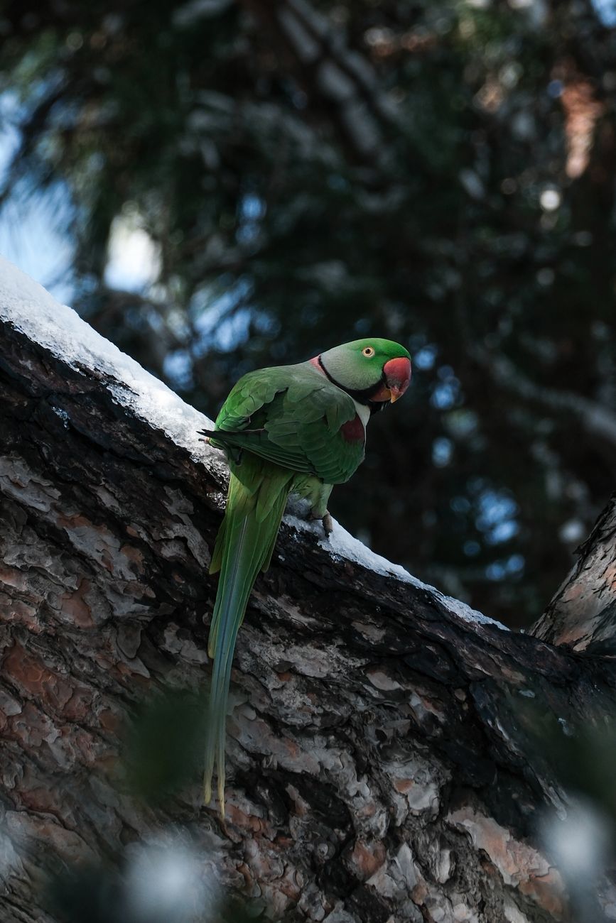 Blossom-headed Parakeet
