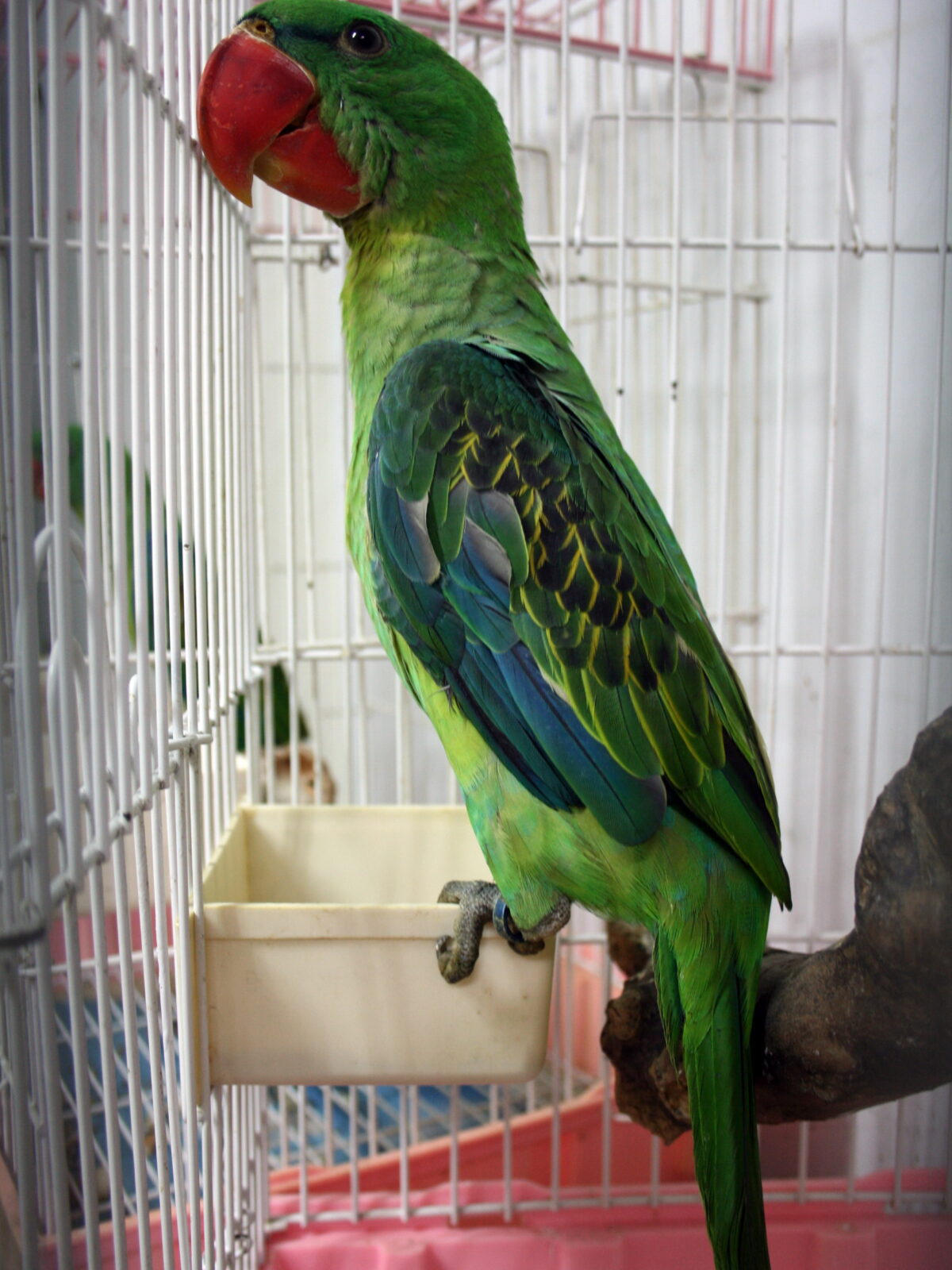 Great-billed Parrot