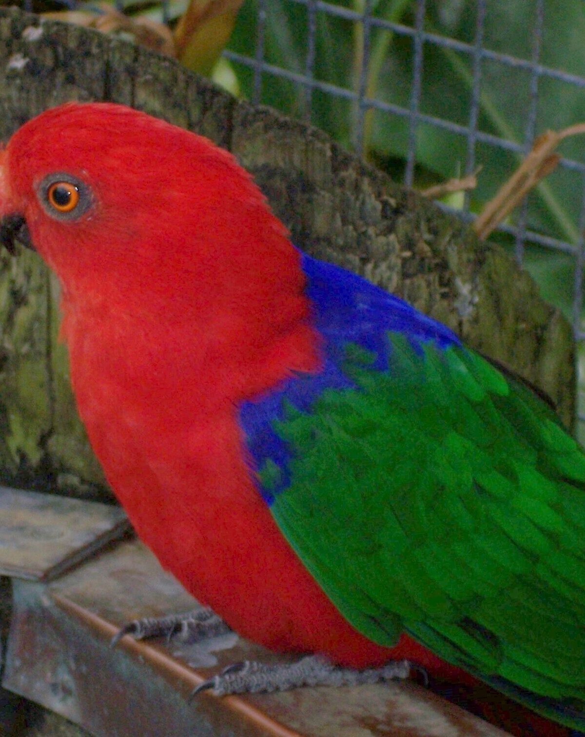 Buru King Parrot