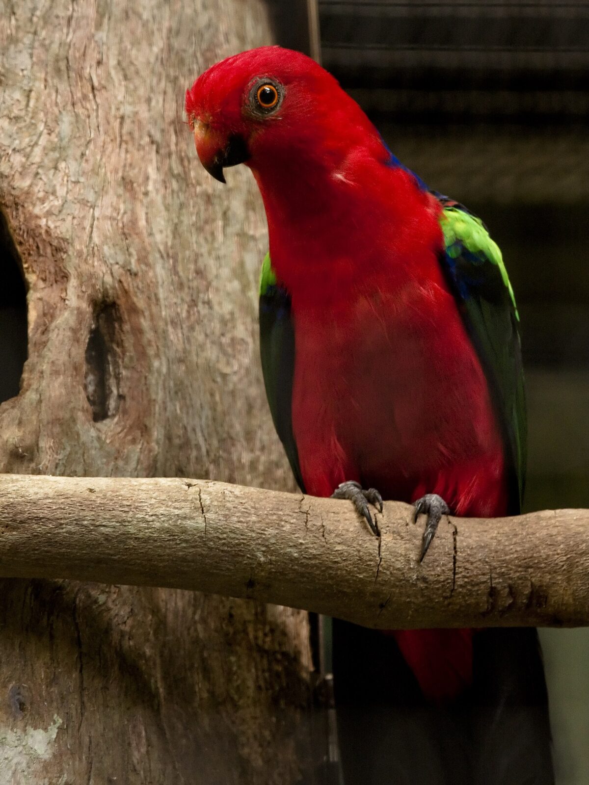 Green-winged King Parrot