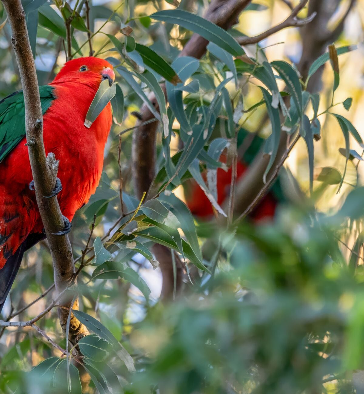 Australian King Parrot