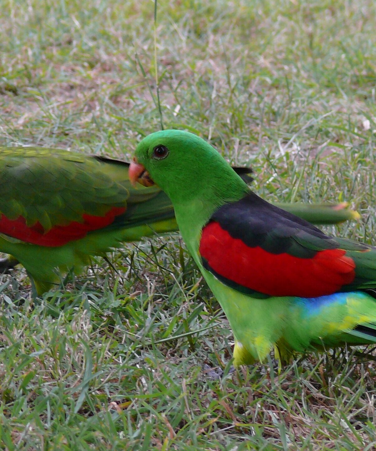 Red-winged Parrot