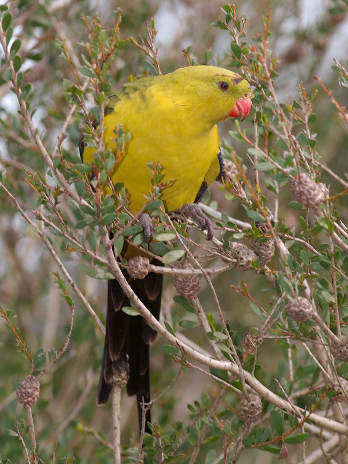 Regent Parrot