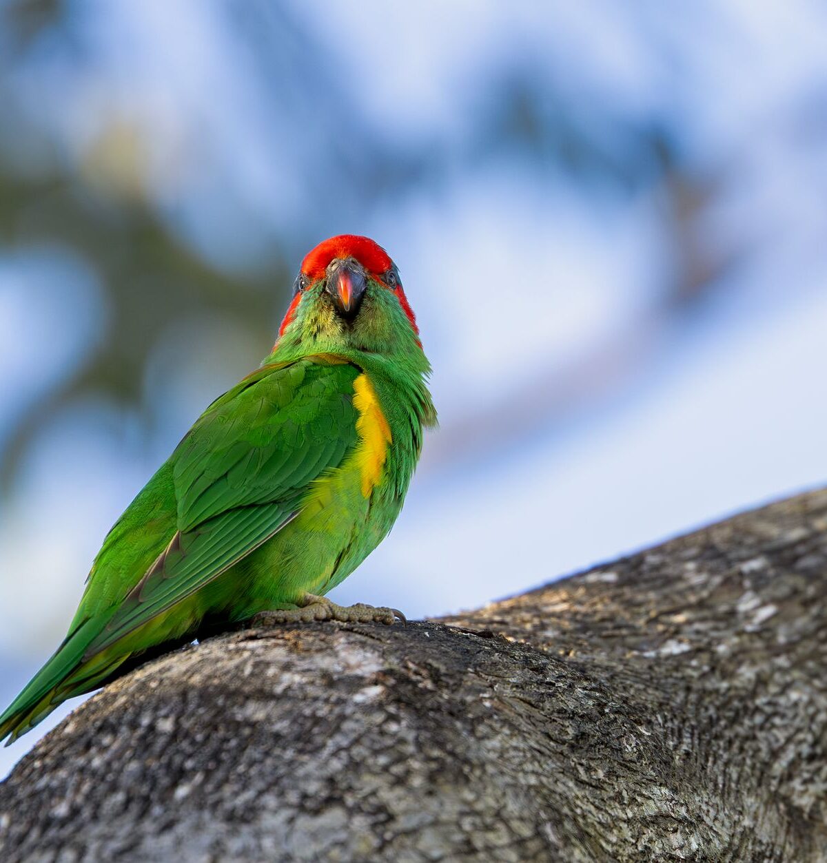 Superb Parrot