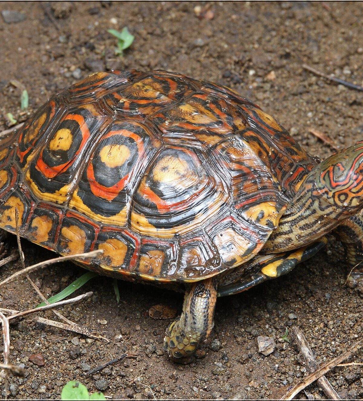 Neotropical Painted Wood Turtle