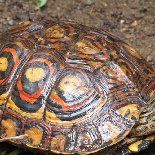 Wood Turtle