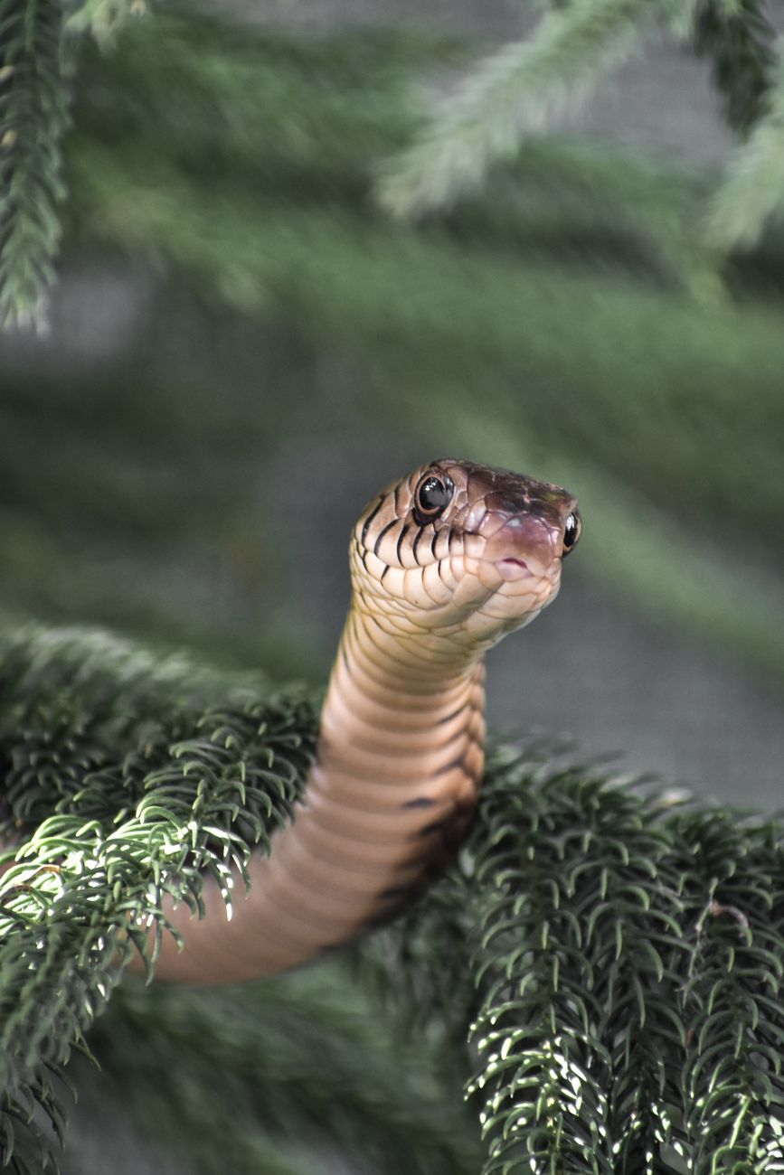 Asian Rat Snake