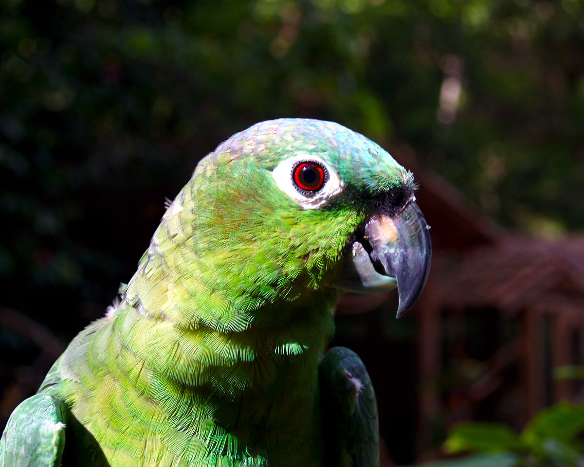 Northern Mealy Amazon