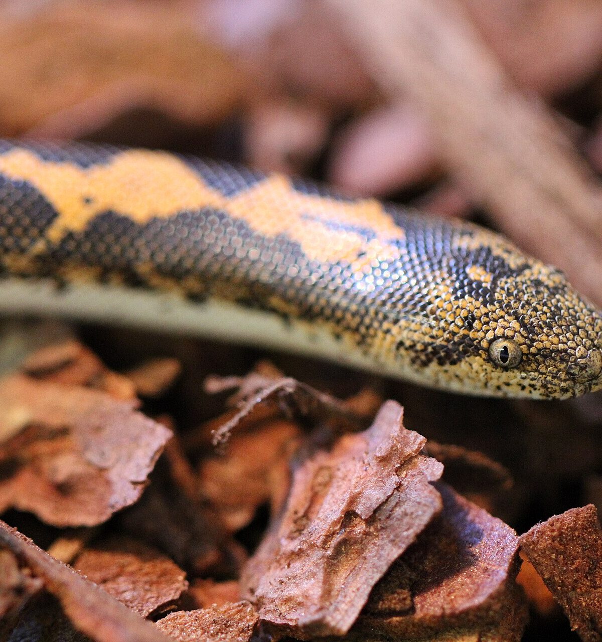 Kenyan Sand Boa
