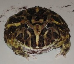 Green Pacman Frog