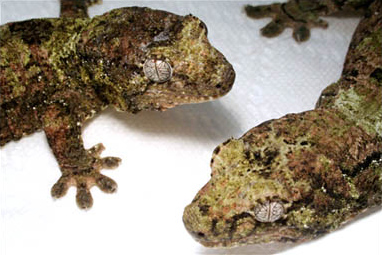 Bavay's Giant Gecko