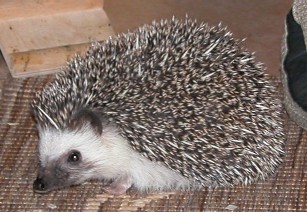 Pygmy Hedgehog