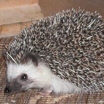 Hedgehog