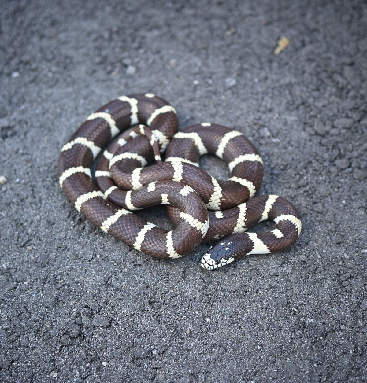 Desert Kingsnake