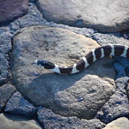 Kingsnake