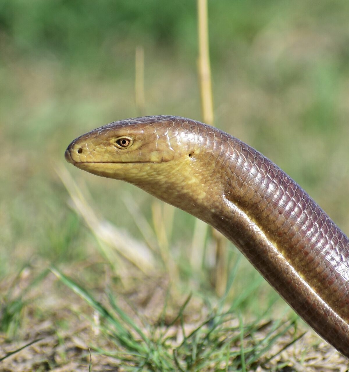 European Glass Lizard