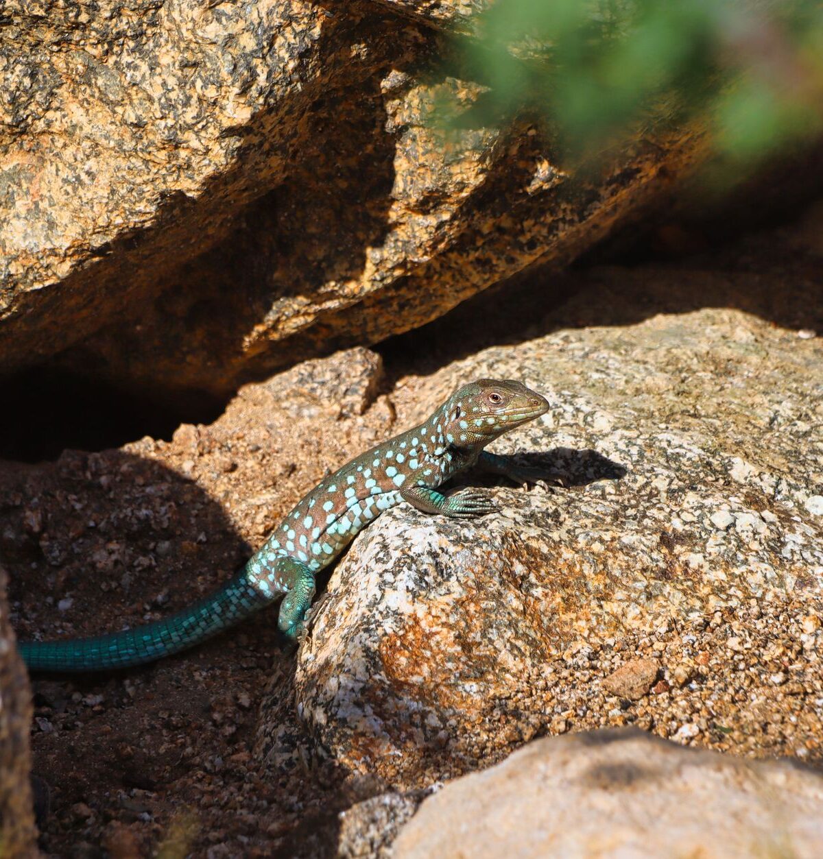 Rainbow Whiptail Lizard