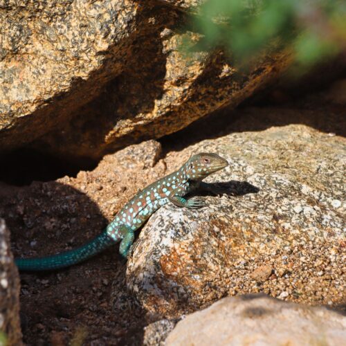 Rainbow Whiptail