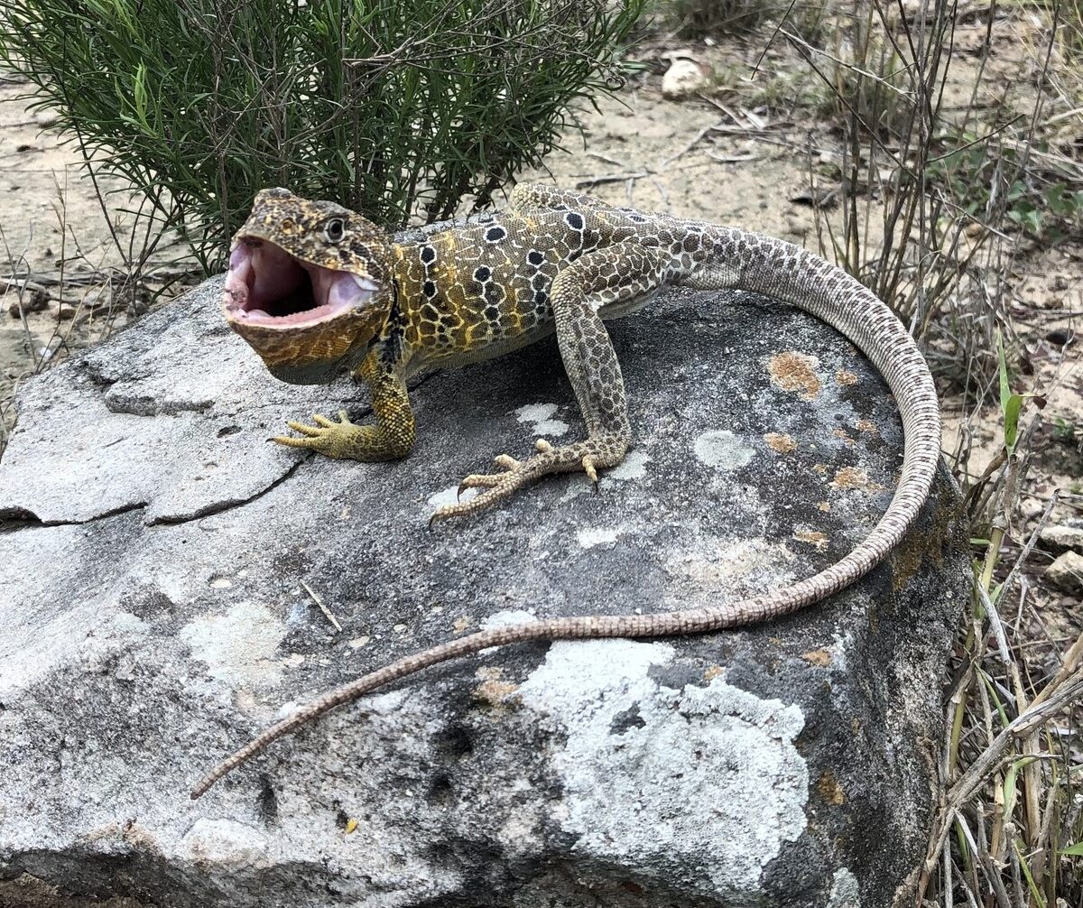 Reticulate Collared Lizard