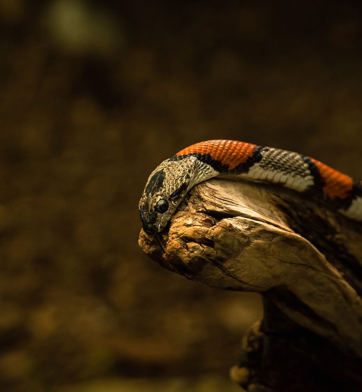 Andean Milksnake
